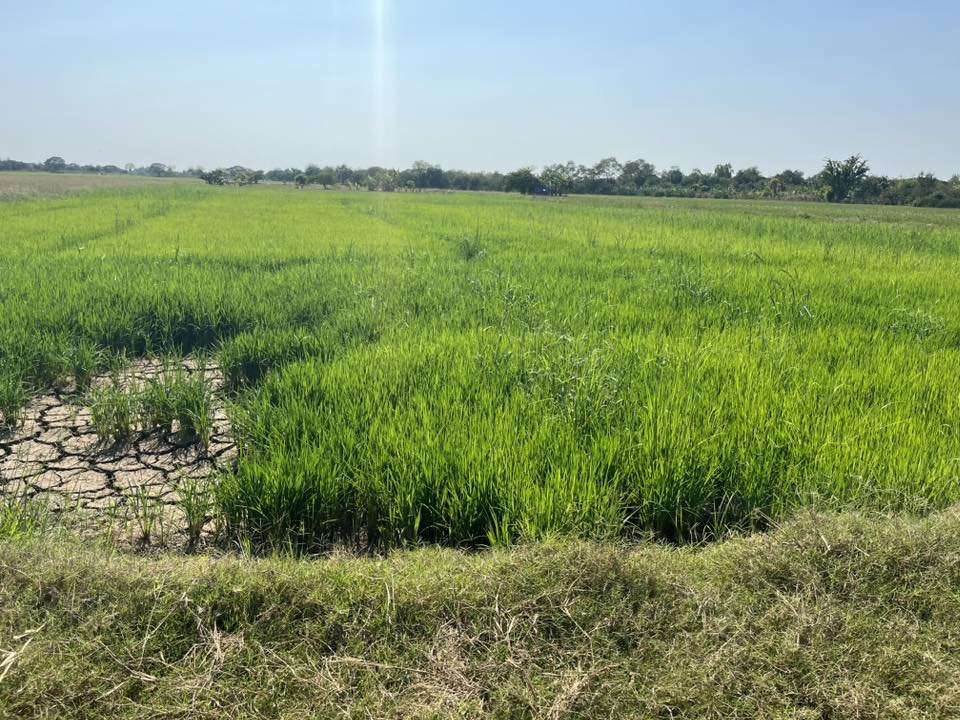 title - ส.ป.ก.อ่างทอง ลงพื้นที่ตรวจสอบการทำประโยชน์ในเขตปฏิรูปที่ดินแปลง นางวิไลวรรณ นุ่มมณี พื้นที่หมู่ 7 ตำบลโคกพุทรา อำเภอโพธิ์ทอง จังหวัดอ่างทอง